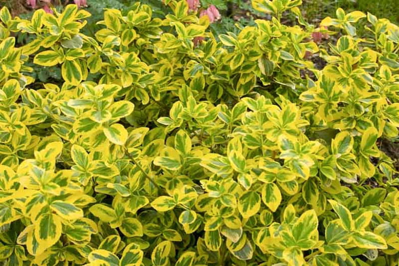 Trzmielina GOLD TIP