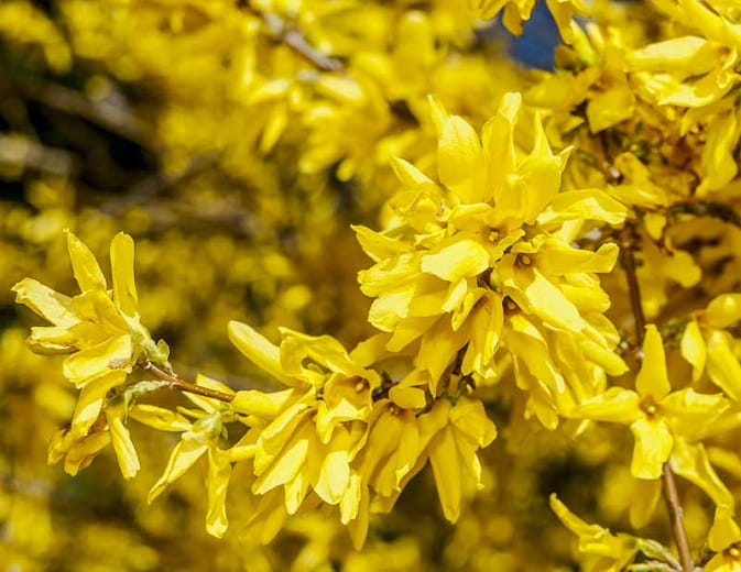 Forsycja Koreańska KUNSOM