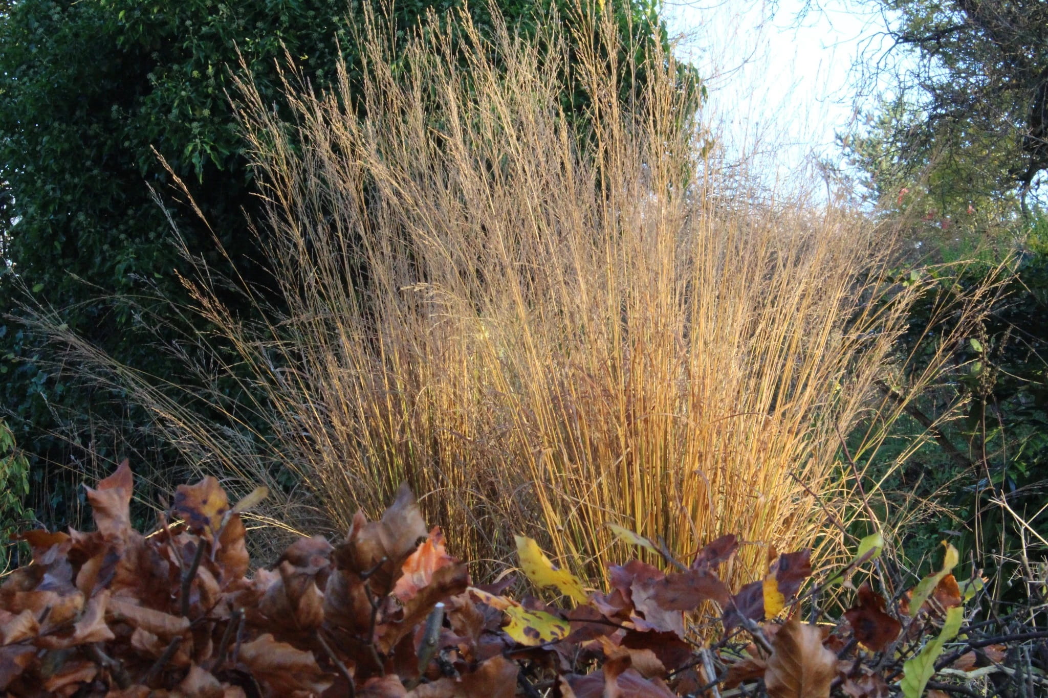 Molinia modra 'Heidebraut'