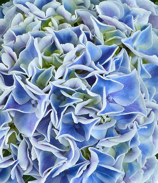 Hortensja 'Saxon Candy Heart Blue'