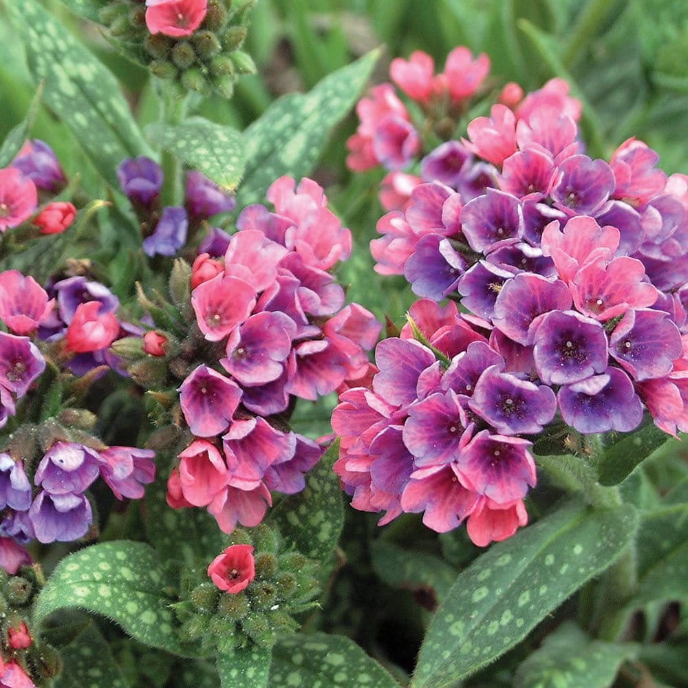 Miodunka 'Raspberry Splash'