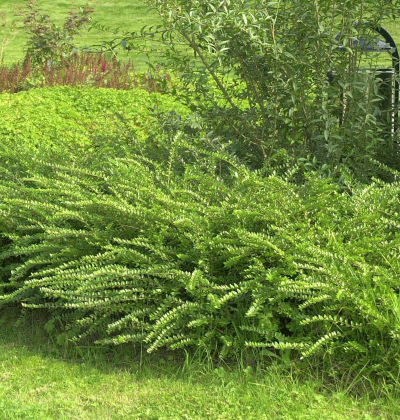 Suchodrzew Chiński 'Moss Green'