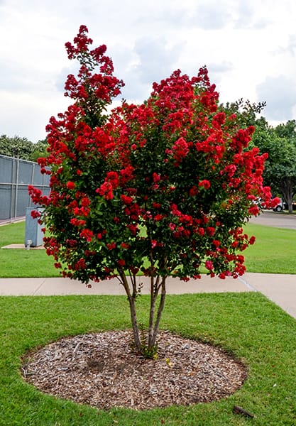 Lagerstroemia RED IMPERATOR