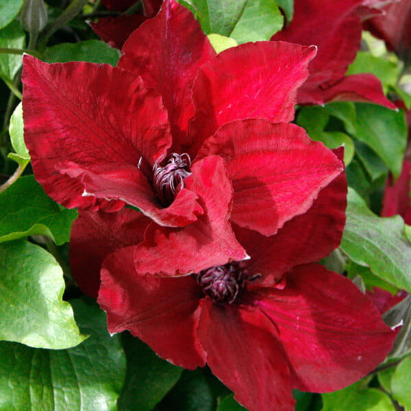 Powojnik Nubia