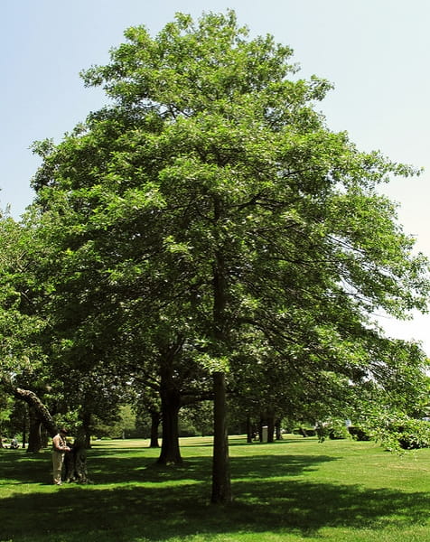 Dąb błotny