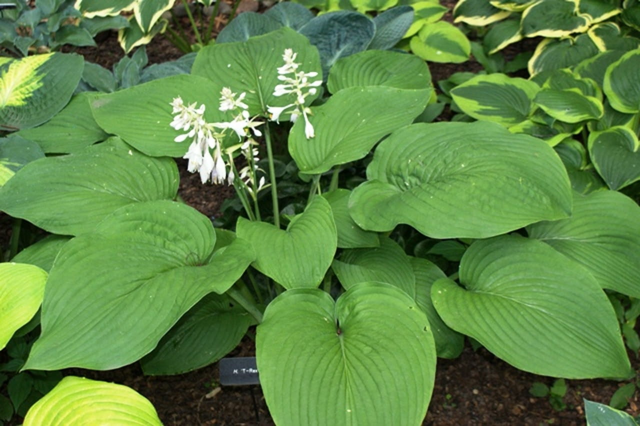 Funkia-Hosta T-REX