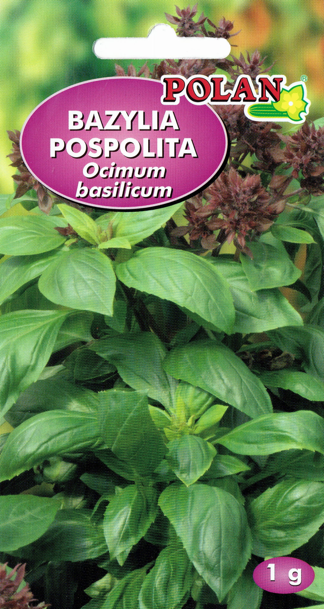 bazylia pospolita genovese.jpg