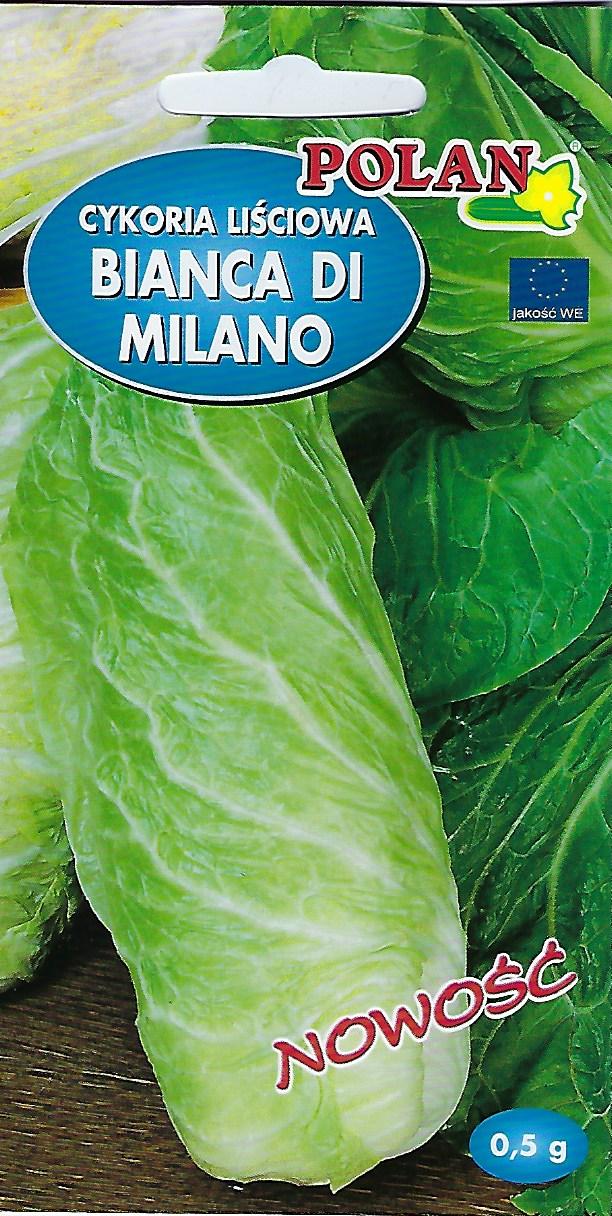 Cykoria bianco de milano