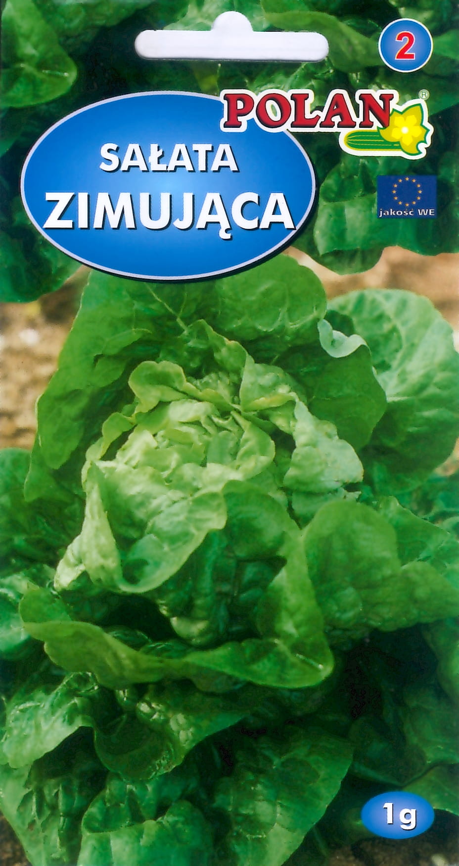 Sałata ZIMUJĄCA MASŁOWA