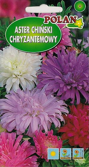 Aster chryzantemowy ZESTAW KOLORÓW NASIONA