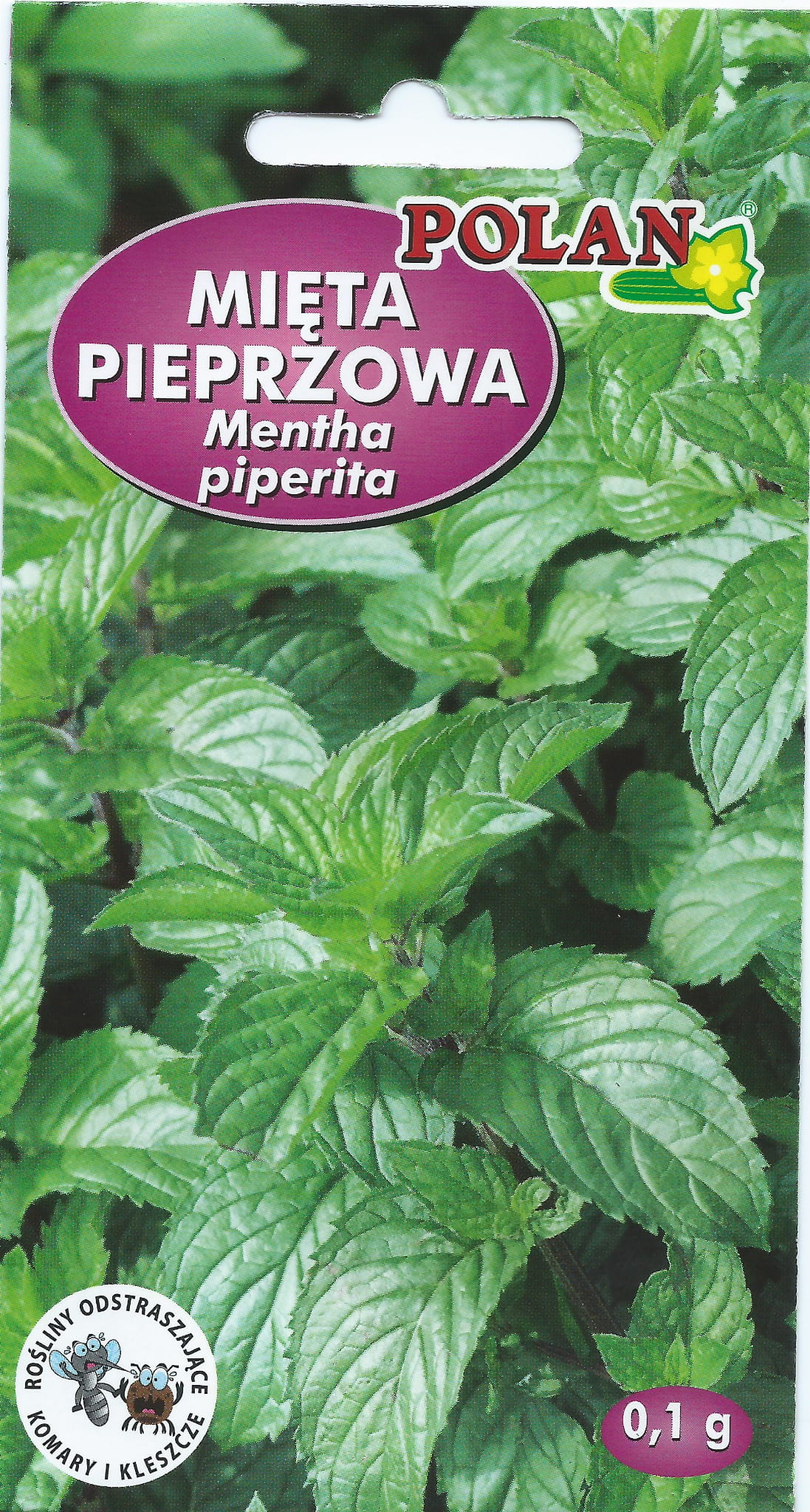 Mięta Pieprzowa.jpg