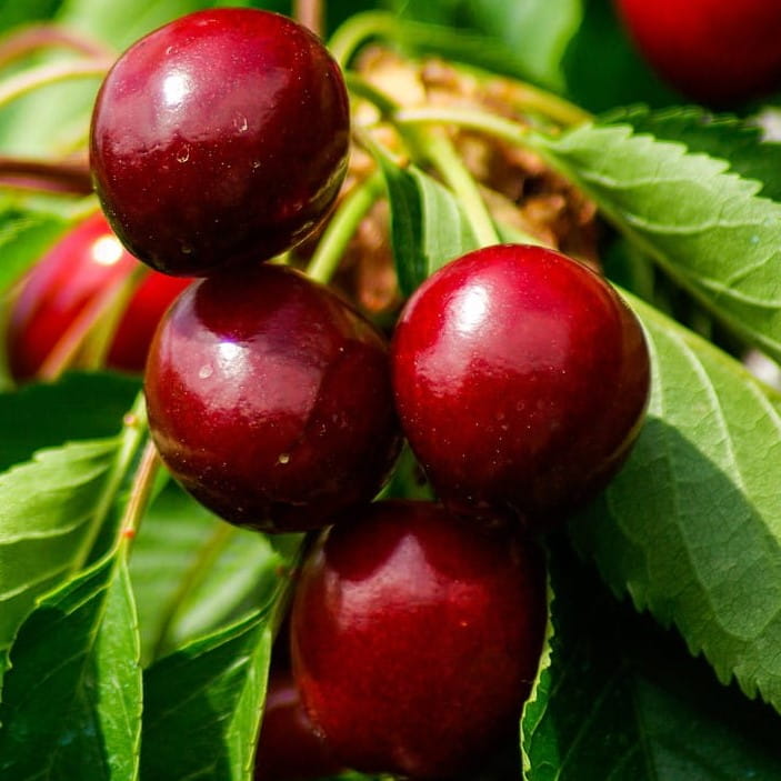 Wiśnia GRONIASTA Z UJFEHERTOI