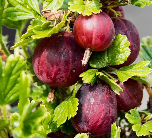 Agrest bezkolcowy Captivato