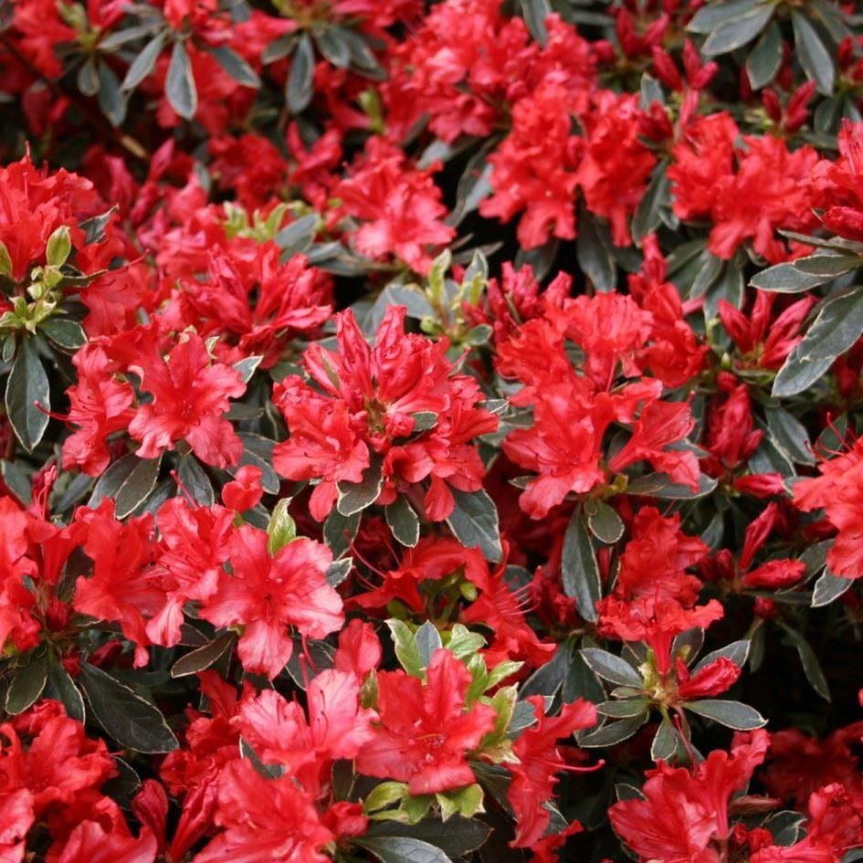 Azalia Hot Shot Variegata