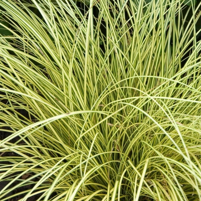 Turzyca Brunnea Jenneke