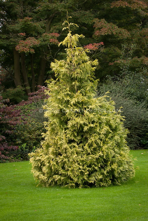 Thuja IRISH GOLD