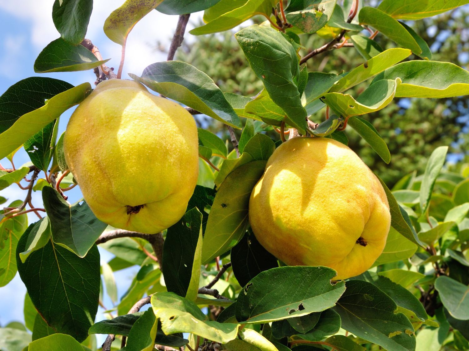 Pigwa Wielkoowocowa GRUSZKOWA