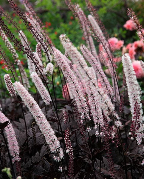 Pluskwica Pink Spike