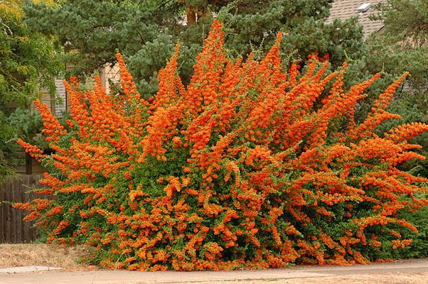 Ognik Szkarłatny ORANGE GLOW