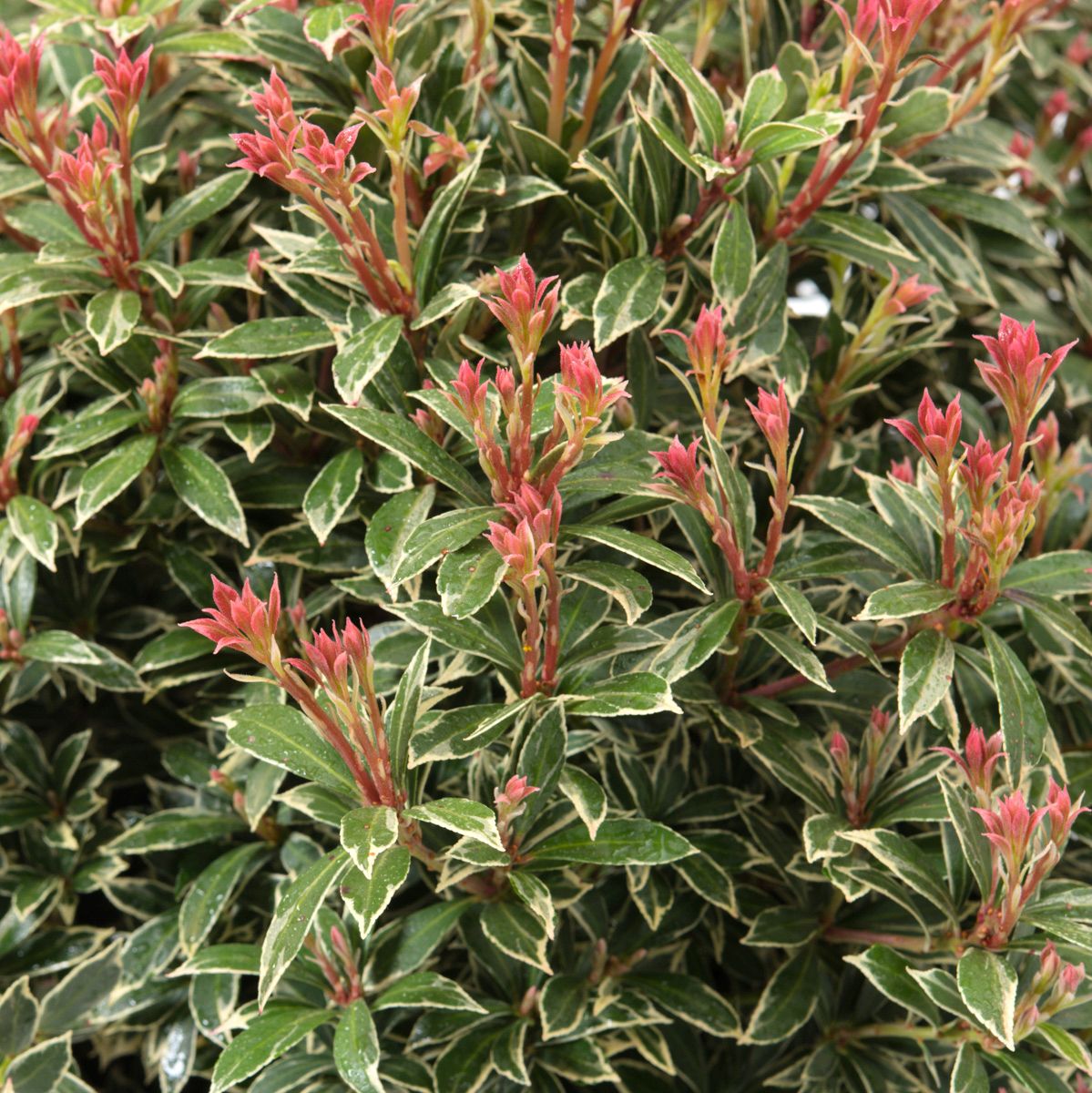 Pieris japoński Little Heart