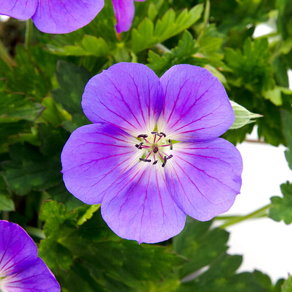 Bodziszek Wallicha BLOOM ME AWAY
