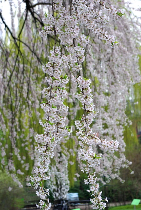 WIŚNIA pendula ŚNIEŻNA
