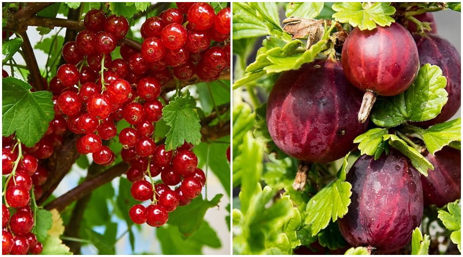 Agrest HINNONMAKI ROT i porzeczka DETVAN na pniu DUO