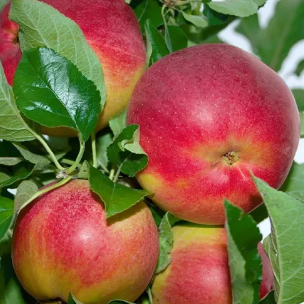 Jabłoń PAPIERÓWKA CZERWONA Geneva Early