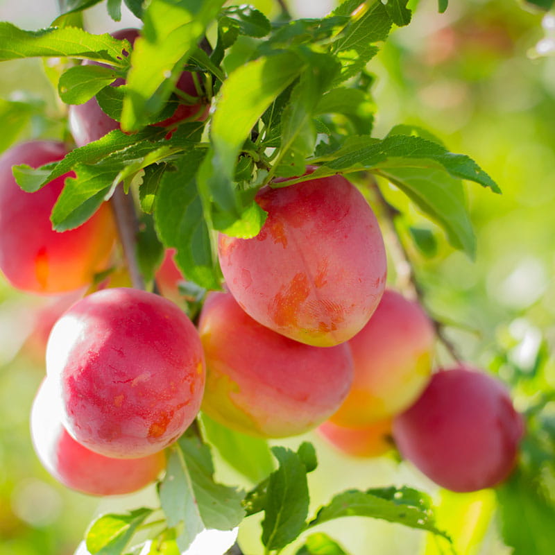 Śliwa Japońska KOMETA