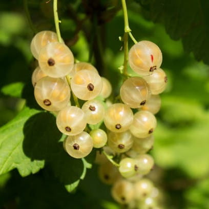 Porzeczka biała BLANCA - krzew