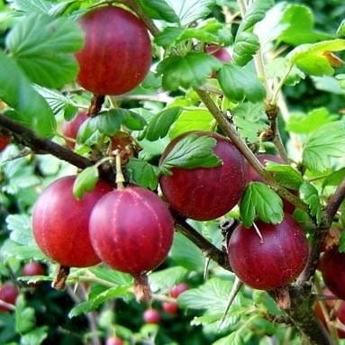 Agrest HINNONMAKI ROT - krzew