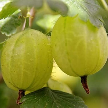 Agrest HINNONMAKI GELB - krzew