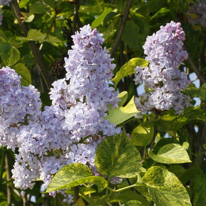 Lilak pospolity 'Aucubaefolia'