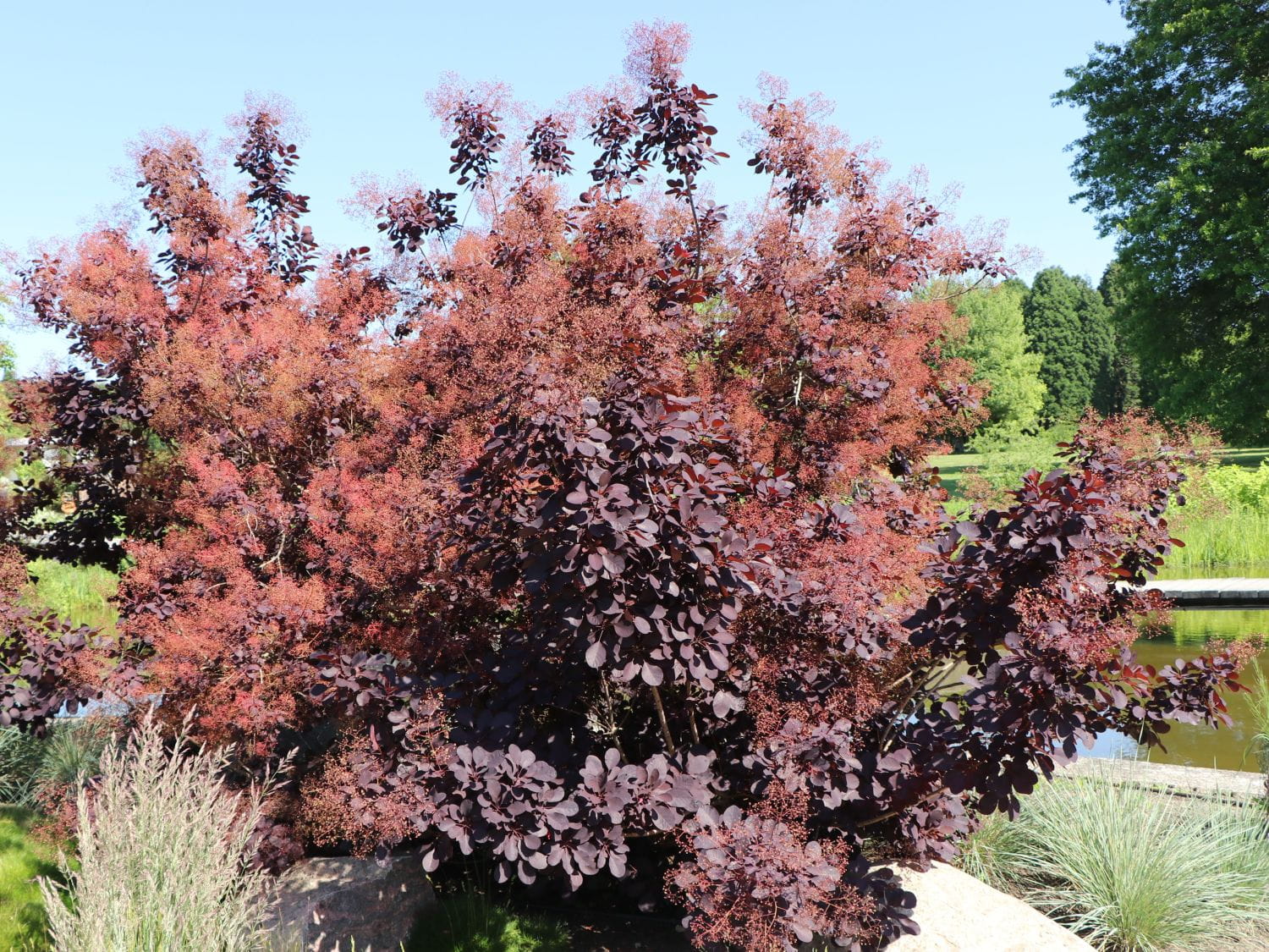 Perukowiec Podolski ROYAL PURPLE
