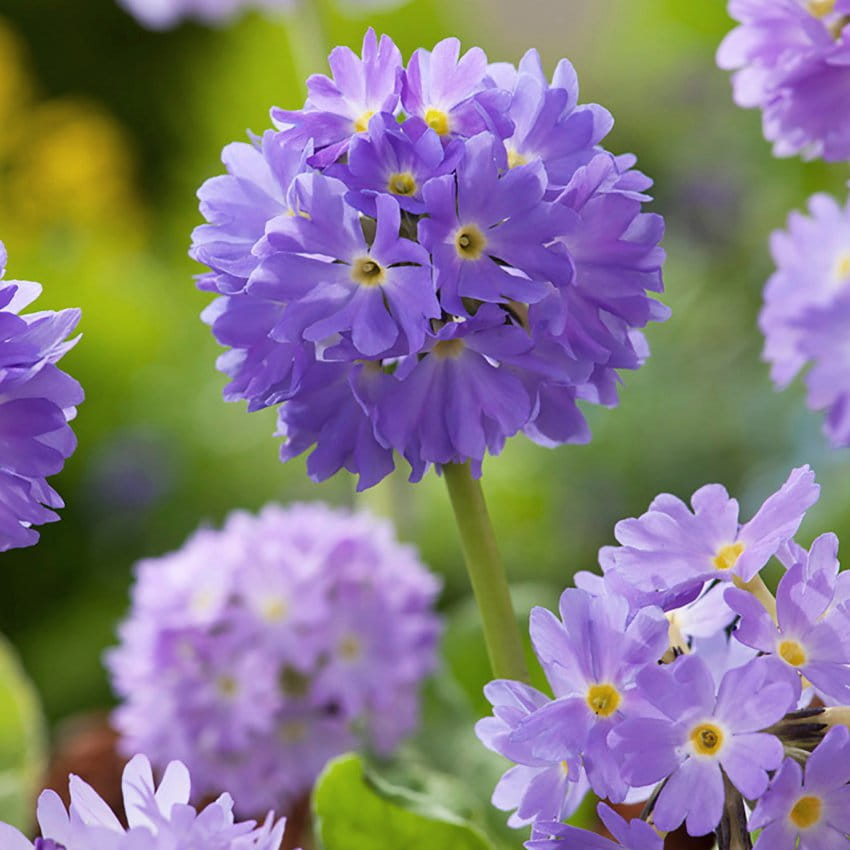 Pierwiosnek PROM LILAC