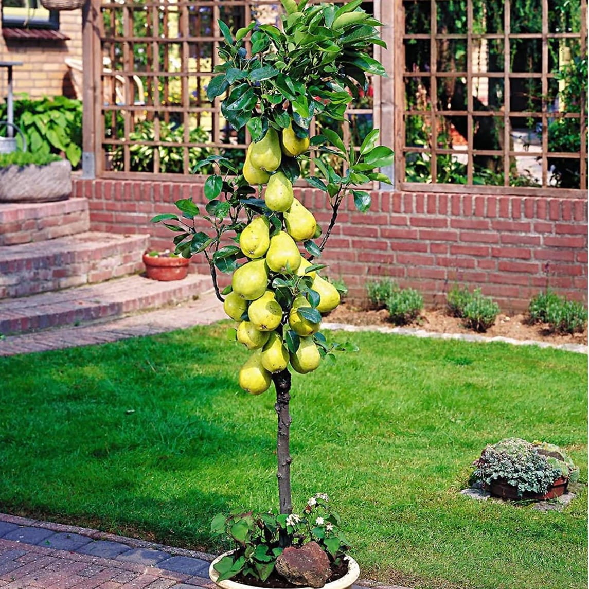 Grusza kolumnowa KLAPSA