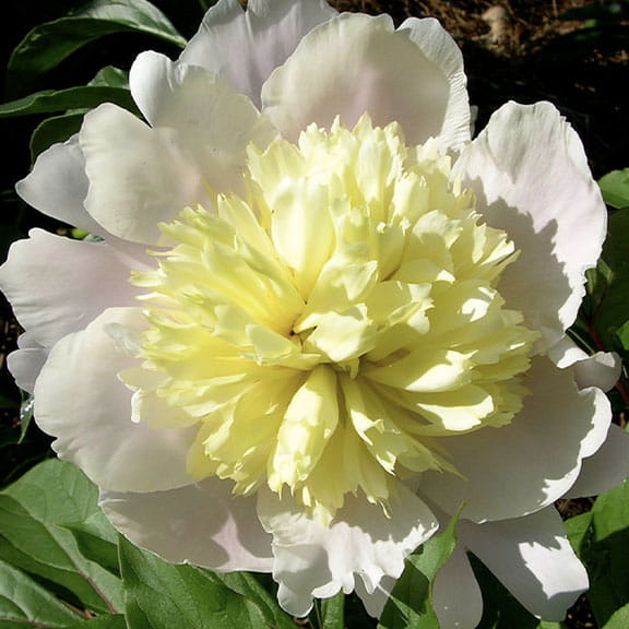 Piwonia jasnożółta PRIMAVERA