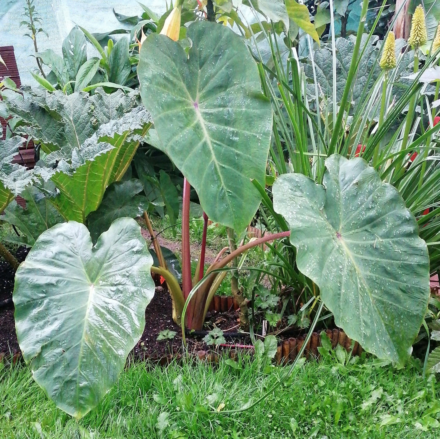 Kolokazja PINK CHINA Colocasia