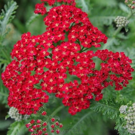 Krwawnik RED VELVET