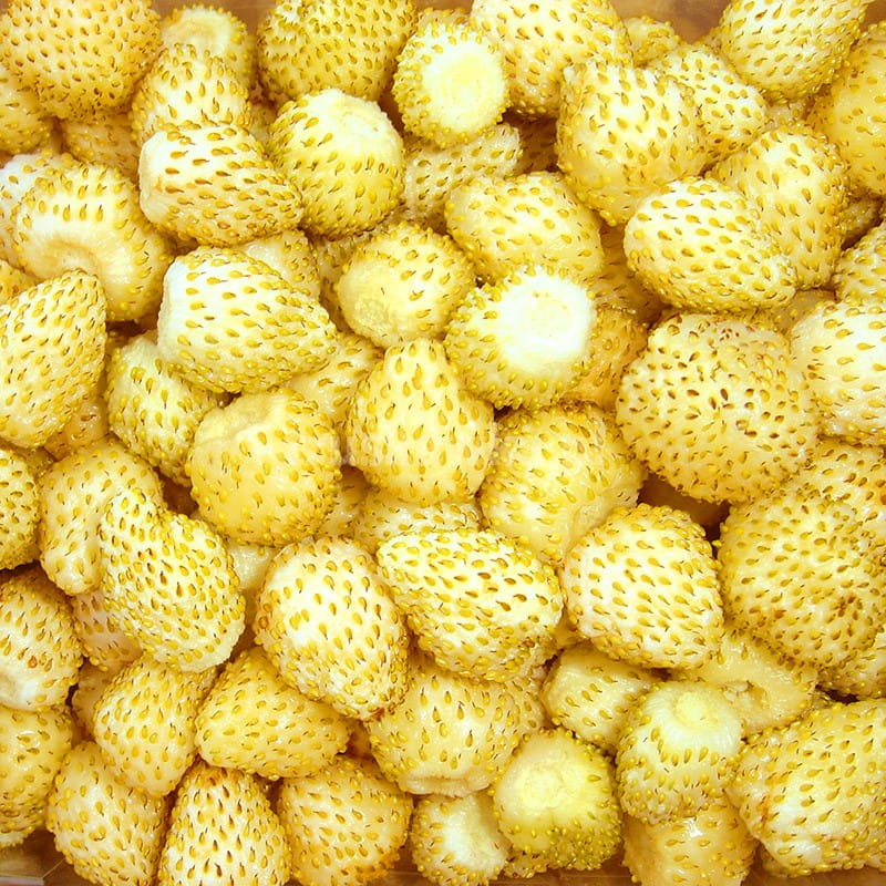 Poziomka Żółta YELLOW WONDER