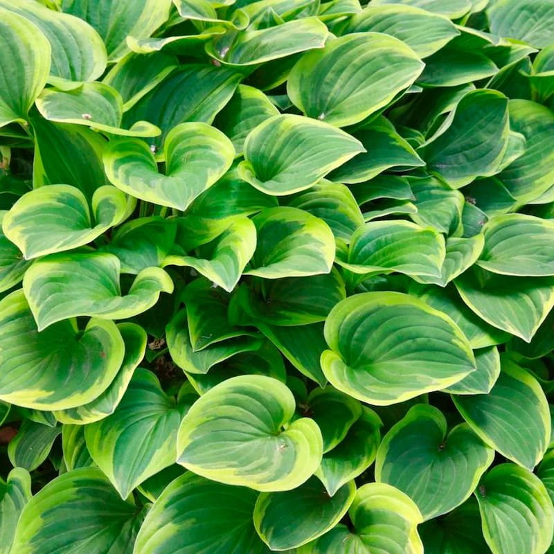 Funkia - HOSTA GOLDEN TIARA