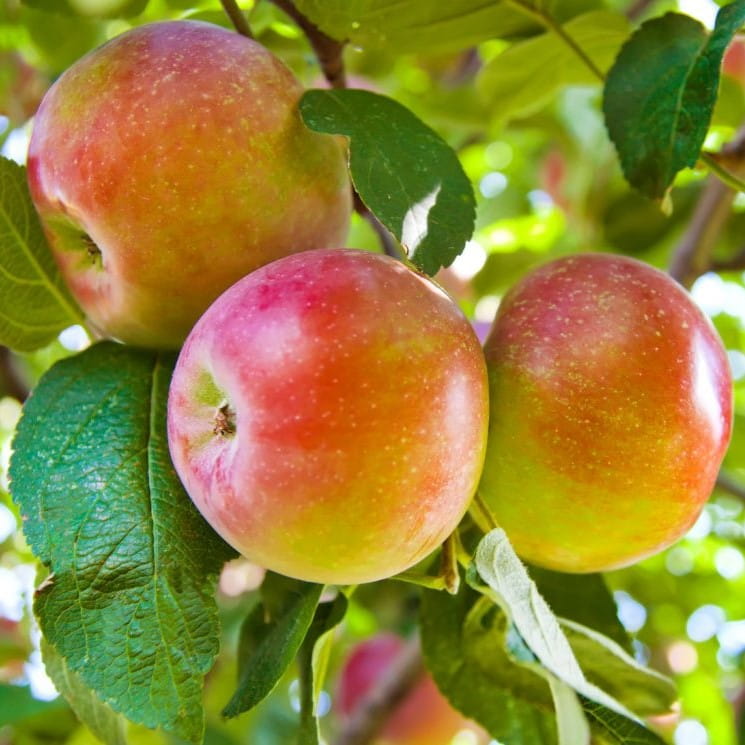Jabłoń CLOSE Klos