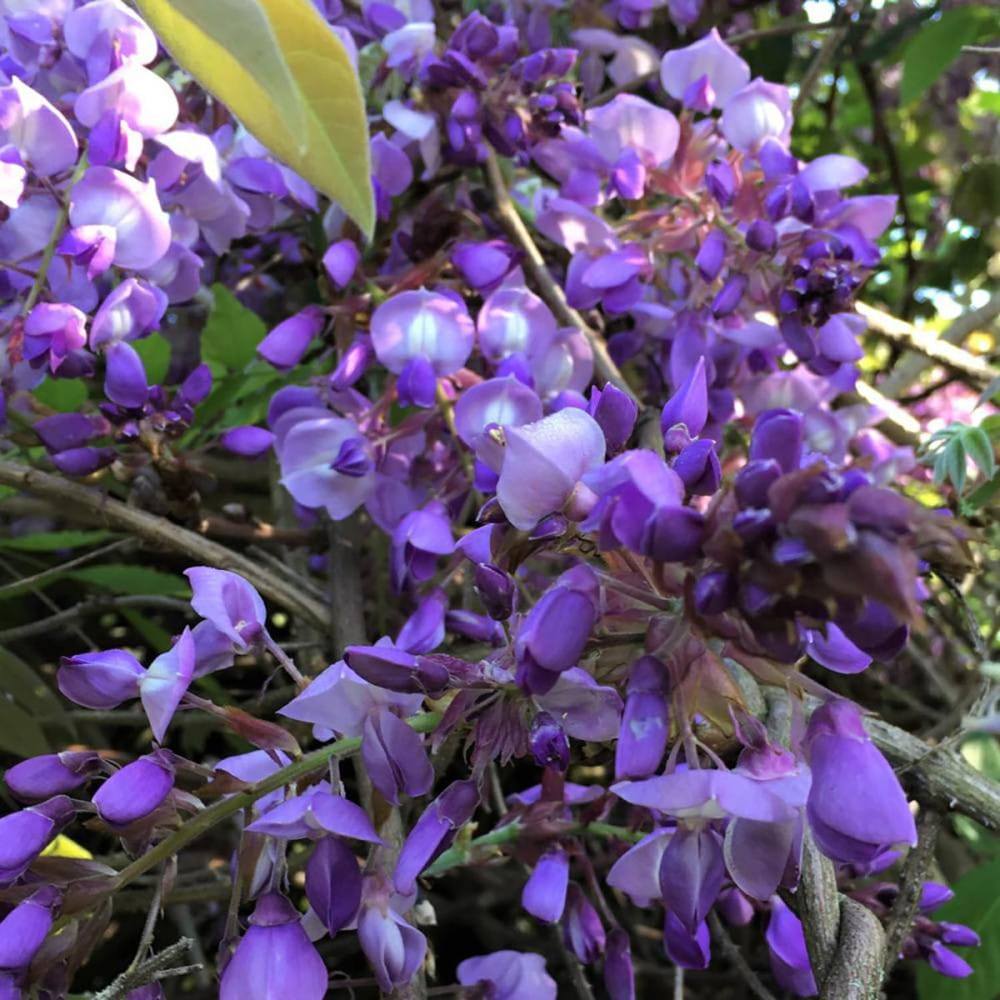 Wisteria Glicynia OKAYAMA FUJI