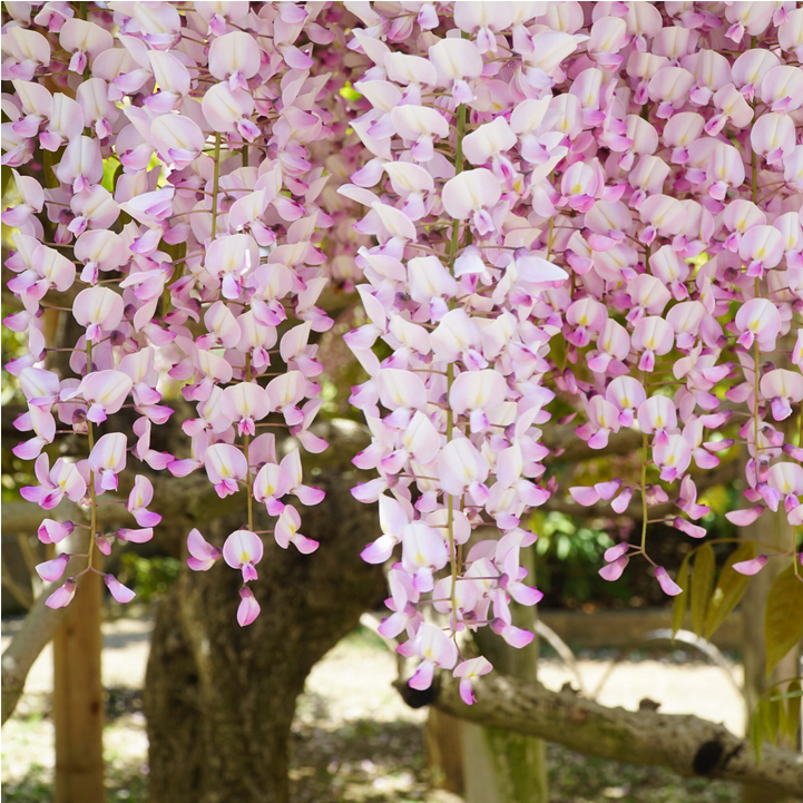 Wisteria Glicynia ROSEA 160cm