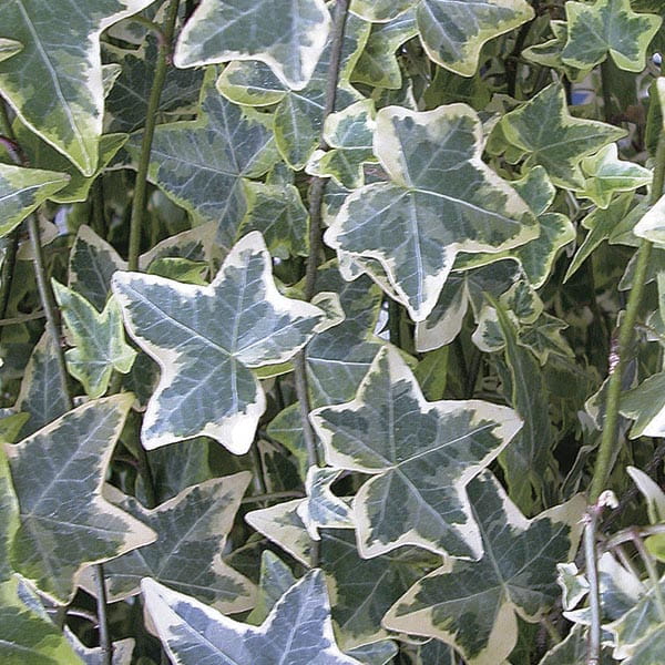 Bluszcz pospolity VARIEGATA