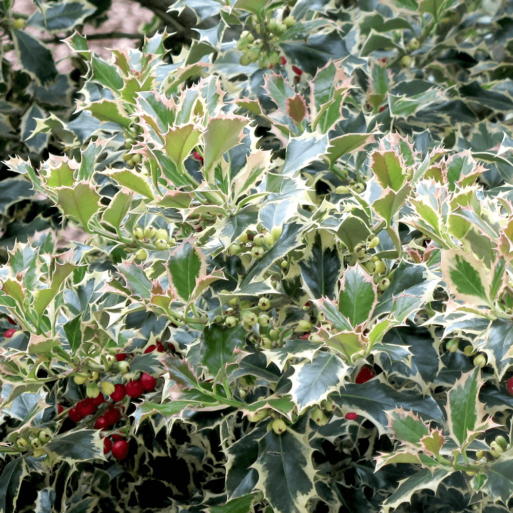 Ostrokrzew kolczasty ARGENTEA MARGINATA