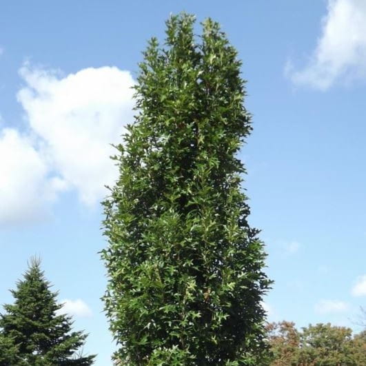 Dąb błotny GREEN PILLAR