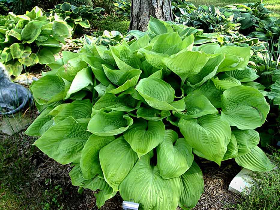 Funkia - Hosta SUM & SUBSTANCE 4-letnia