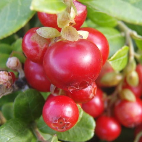 Borówka brusznica RED PEARL
