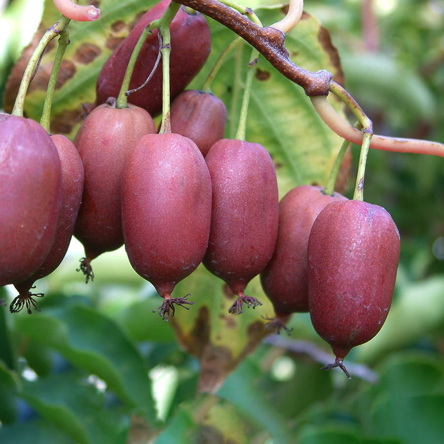 kiwibeere_red-jumbo.jpg